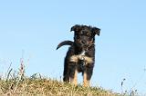 BERGER AUSTRALIEN PUPPIES 195